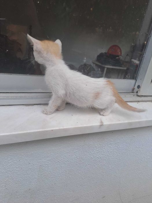 Gatinhos "raios de sol" bebés prontos para adoção