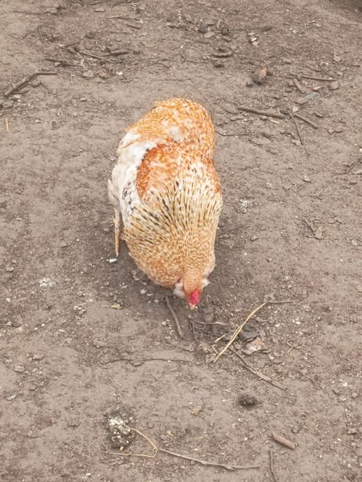 Sprzedam koguty i kurki