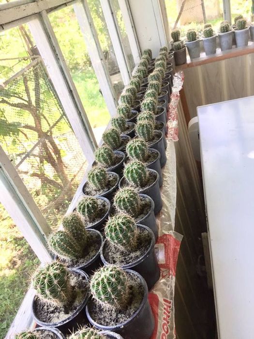 Кактус ехінопсис сукулент вазонок