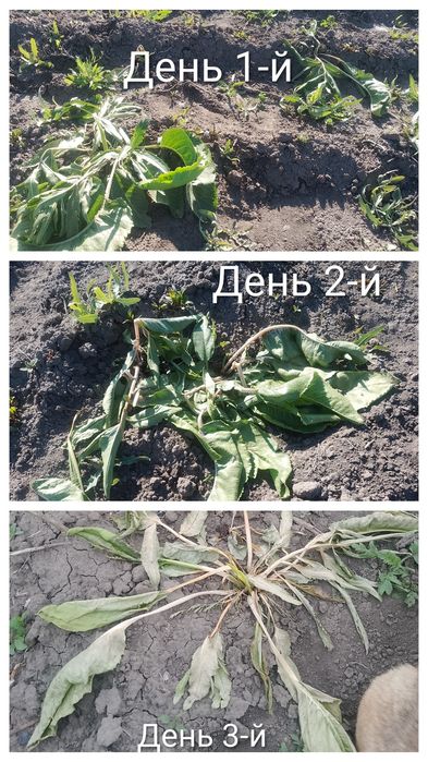 Бур'ян знищує ваш врожай