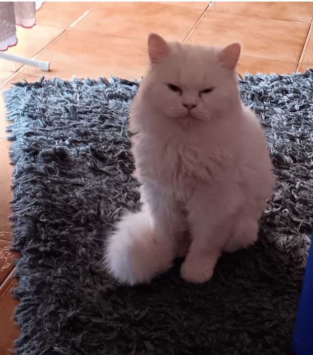 Animais de estimação