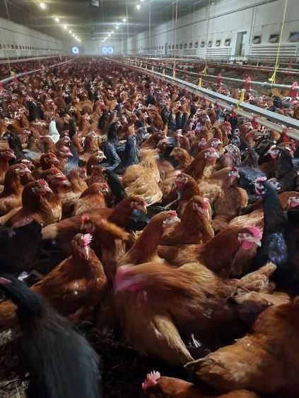 Kury nioski Rosa młoda z pierwszym jajkiem. Dowóz Gratis. Zapraszam.