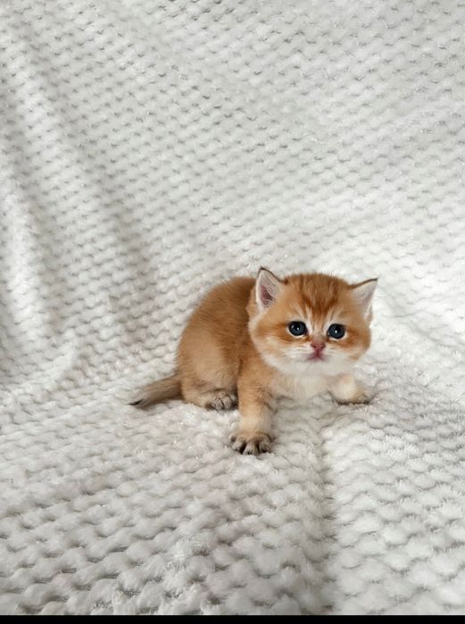 Продається чарівна кішечка проди золота шиншила