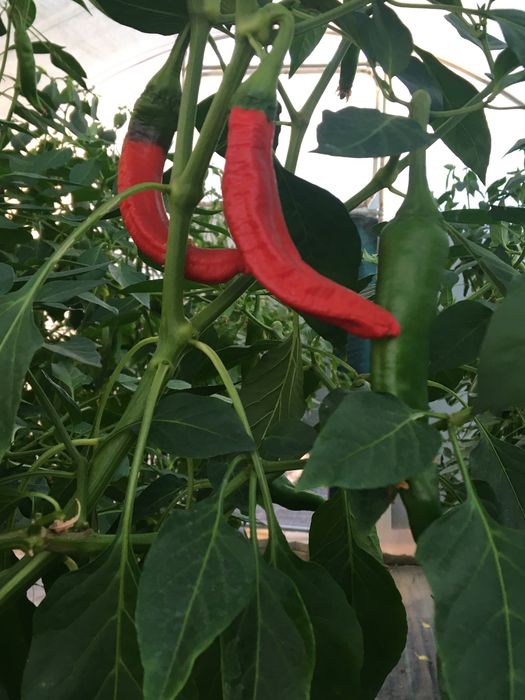 Sementes de Aji pinga de perro