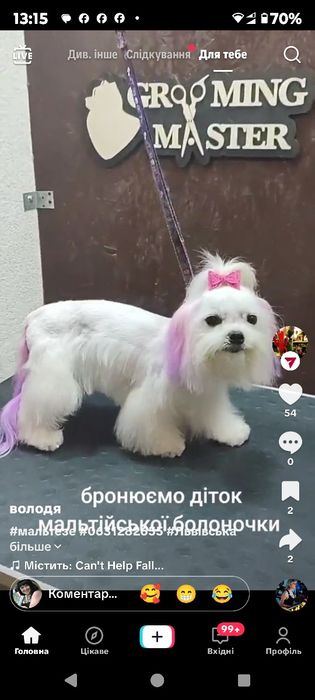 Мальтійська болонка мальтезе