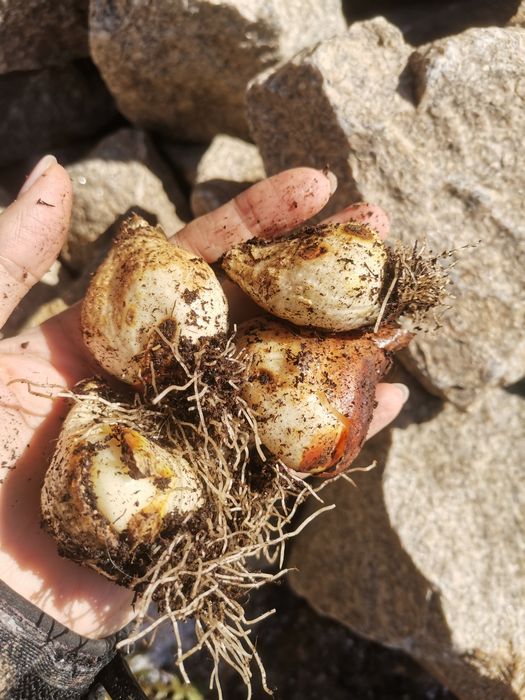 Цибулини голандських тюльпанів