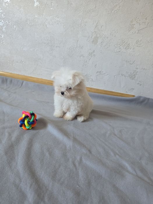 Maltanczyk Suczka - miniaturka