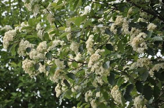 Jarząb szwedzki obwód pnia: 4-6, 6-8,8-10,10-12,12-14  cm.