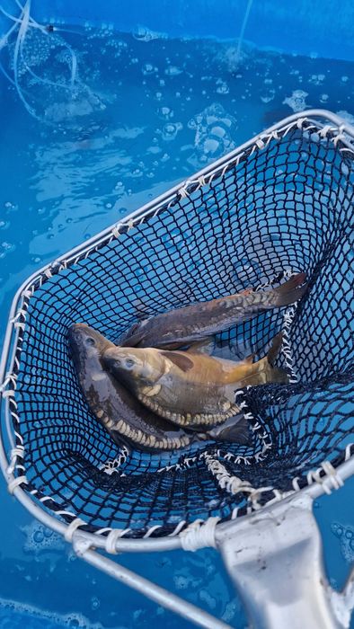 Wiosenna sprzedaż karpia