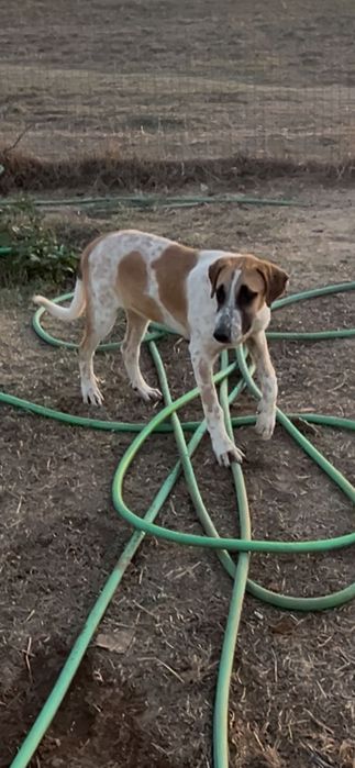 Cães cruzados de rafeiro alentejano com 4 meses