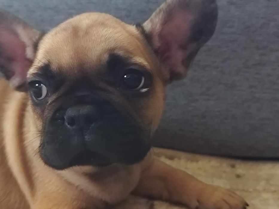 Buldog francuski piesek