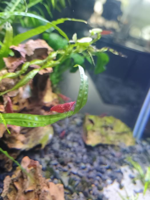 Krewetki Red Cherry