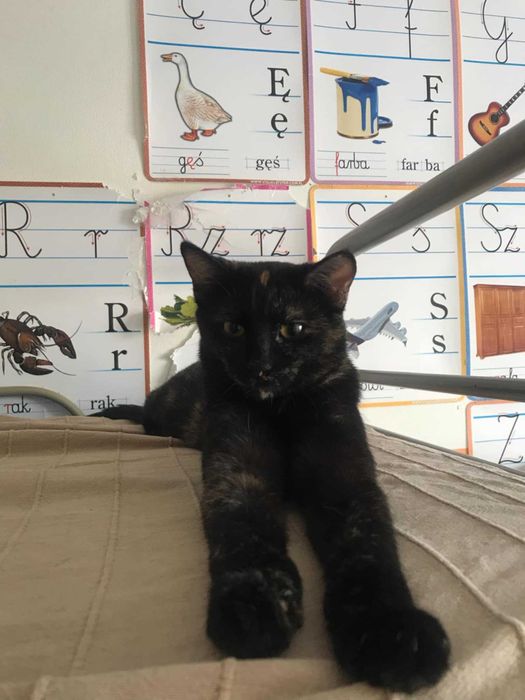 Słodka Tofifi do adopcji