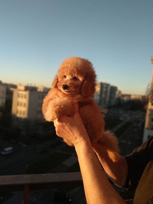 Девочки мальтипу