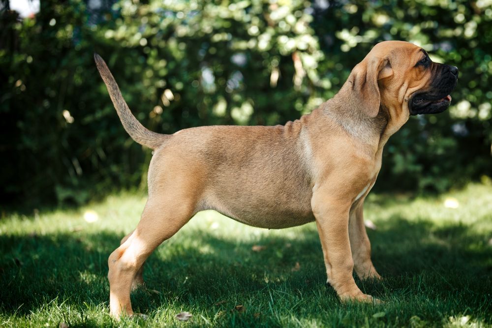 Кане корсо цуценята