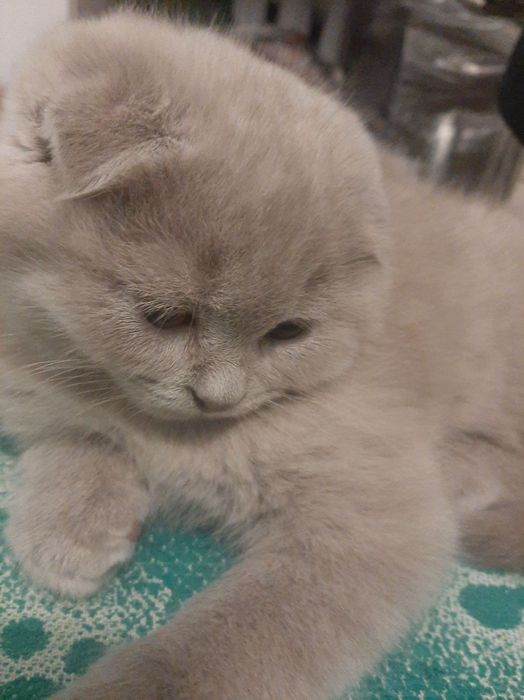 Весна! Подаруйте пухнастих лілових  віслоушок, вашим коханим рідним!