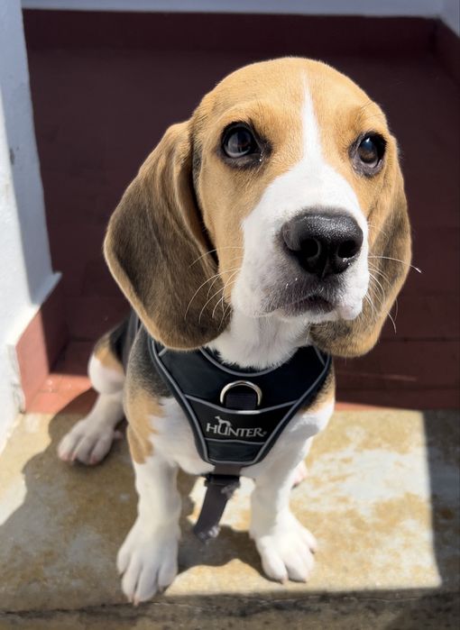 Cão Beagle com 2 aninhos para adoção responsável