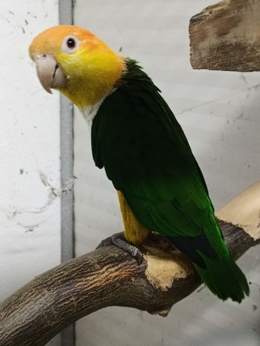 Marianinhas cabeça preta fêmeas adultas e um macho cabeça canela