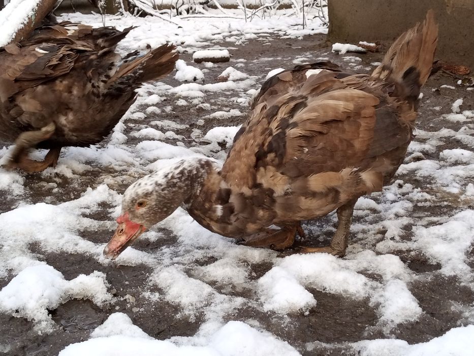 Продам Мускусні качки