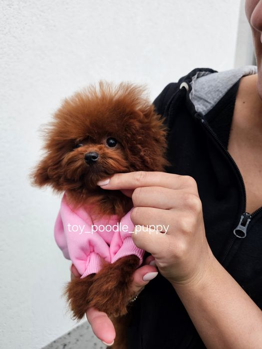 Дівчинка Той Пудель ТІКАП‼️