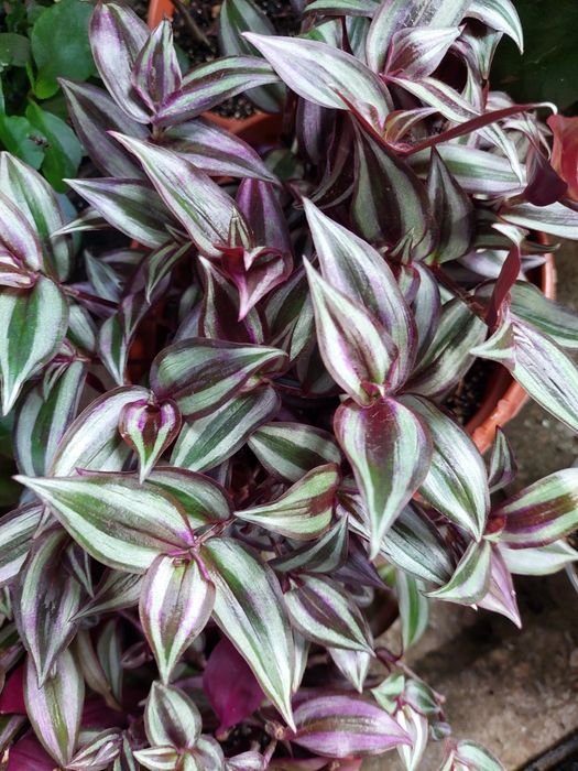 Аглонеомы, калатеи, алоказия, традесканции