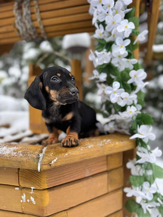 Piękna sunia jamnik miniaturka czarna podpalana z rodowodem wyprawka