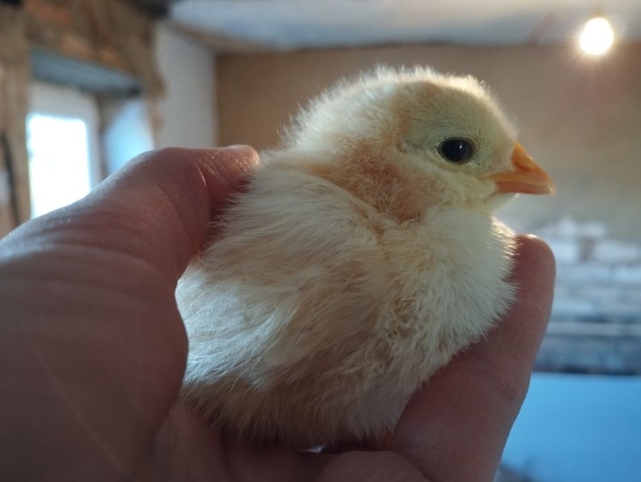 Курчата несушки добові