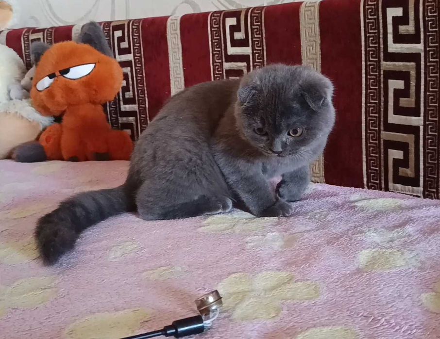 Шикарный шотландский вислоухий котёнок, мальчик,фолд