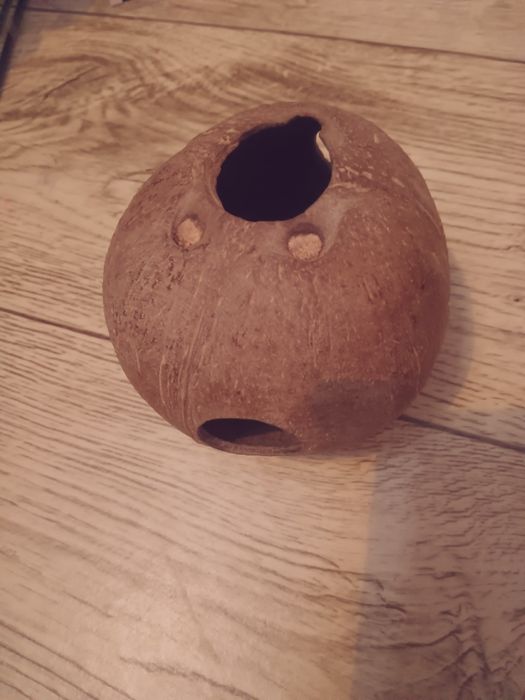 Terarium z lekkim wyposażeniem