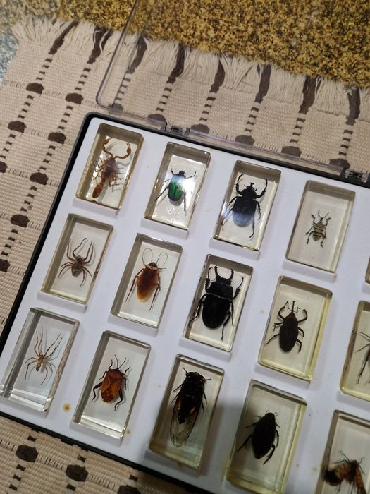 Coleção Bichos com folhetos
