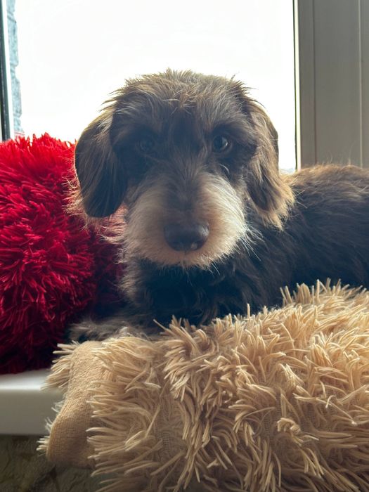 Кроляча жосткошерстна такса / жесткошерстная кроличья такса / кролик