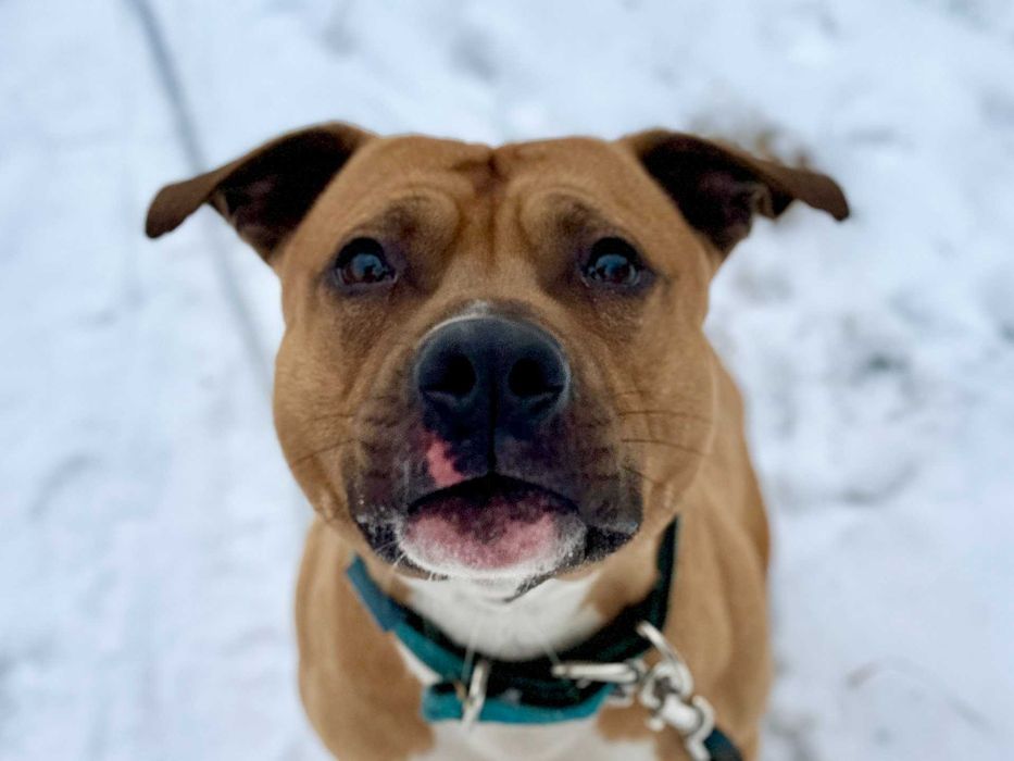 Wspaniały kochający ROKI pitbull szuka domu!