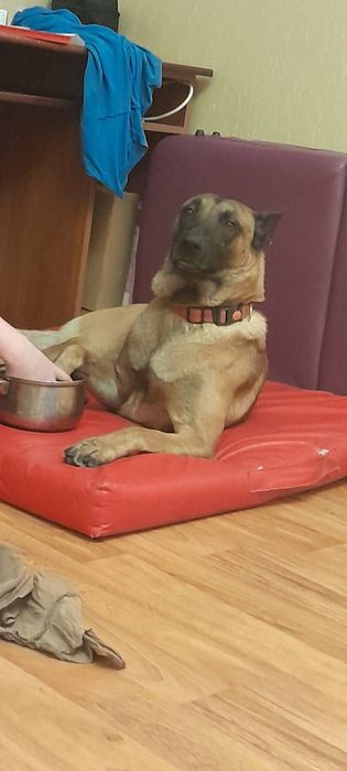 Бельгийская овчарка,вязка!!!Старший солдат ЗСУ!Гусары денег не берут!