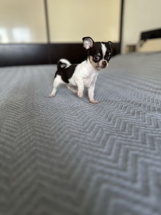 Menino Chihuahua super mini