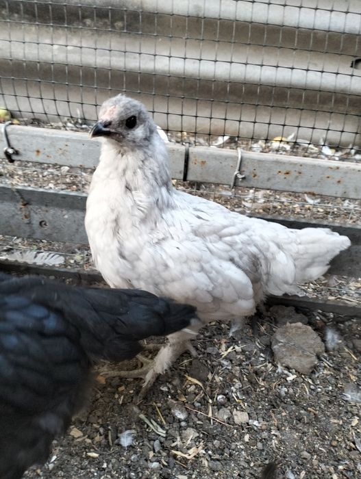 Продам курчат підрощих