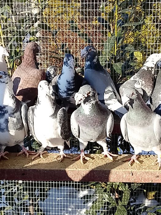 Gołębie Staropolskie