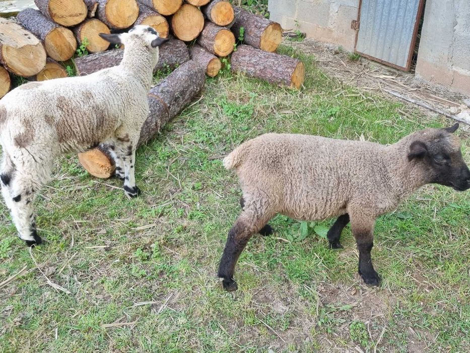Ovelhas para venda