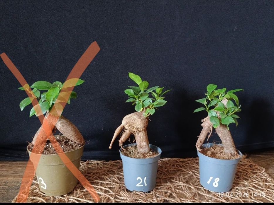 Фікус Мікрокарпа Гінсенг (Ficus microcarpa Ginseng)