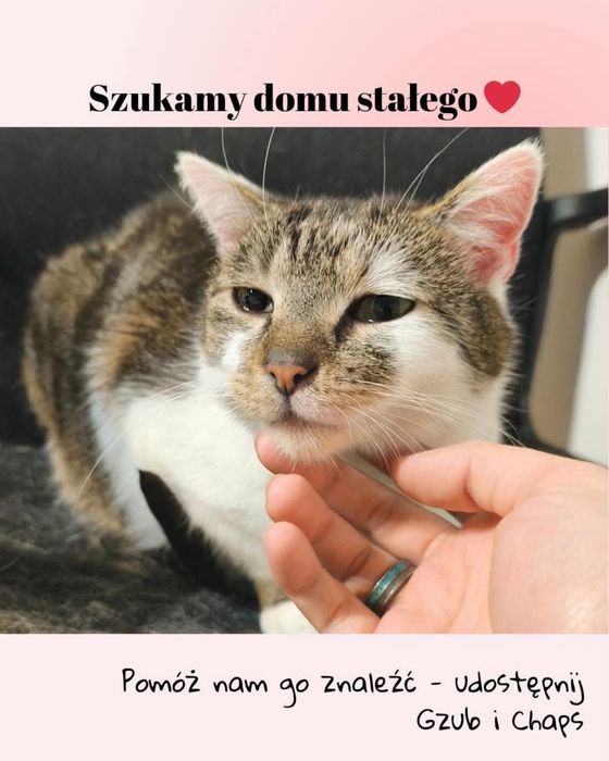 Pokotaj Gzuba i Chapsa - dwa młode kociaki do adopcji