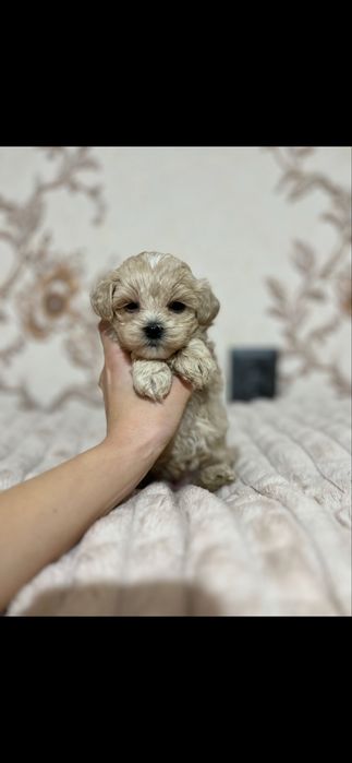 Мальтипу мальчик мини Ф1 не линяет
