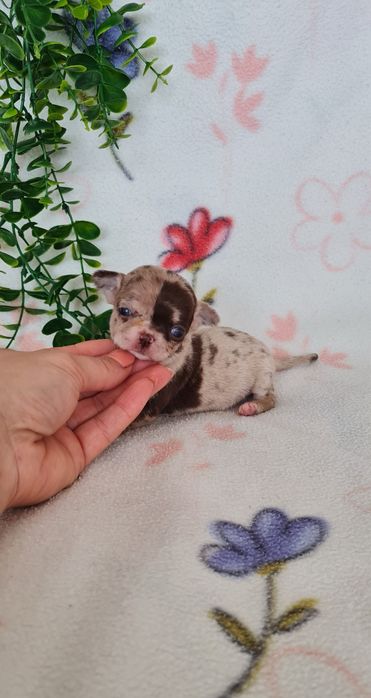 Excecional minimini menina Chihuahua/Chiuaua de Qualidad,LinhagemRussa