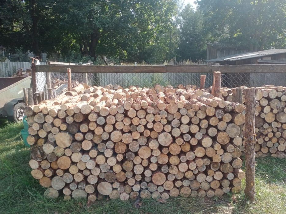 Opal sosna sucha i świeża