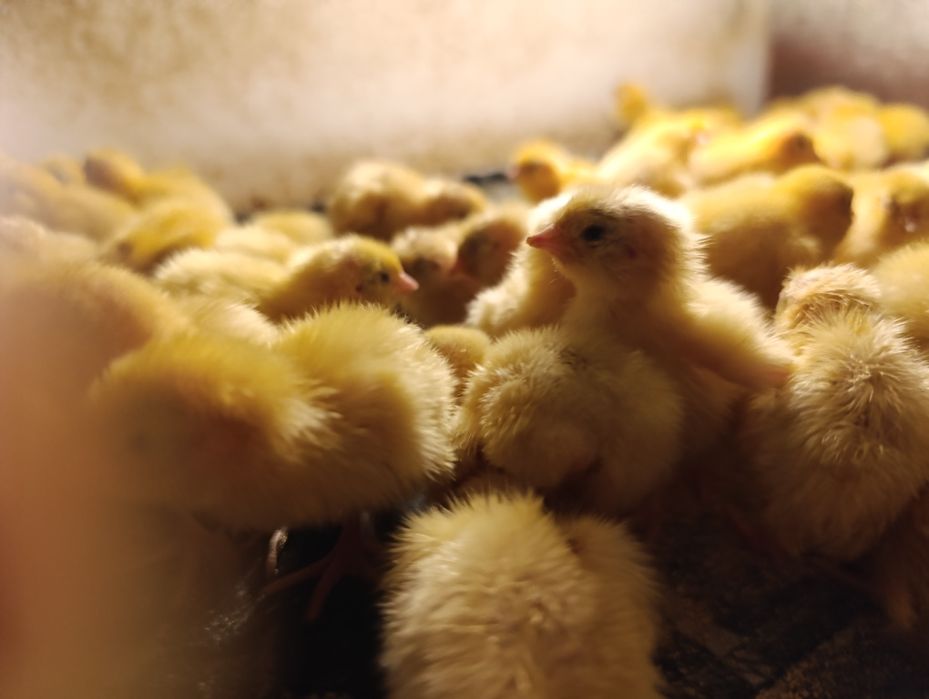 Перепілка добова !Суточные перепела!  19грн./шт.