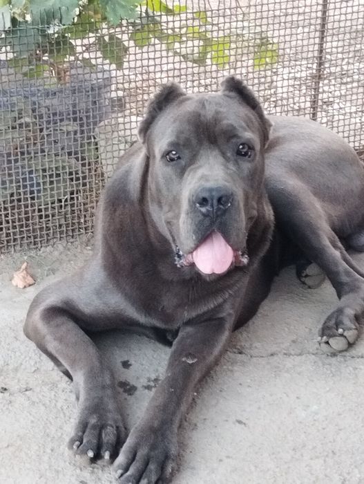 Кане Корсо ищет невесту