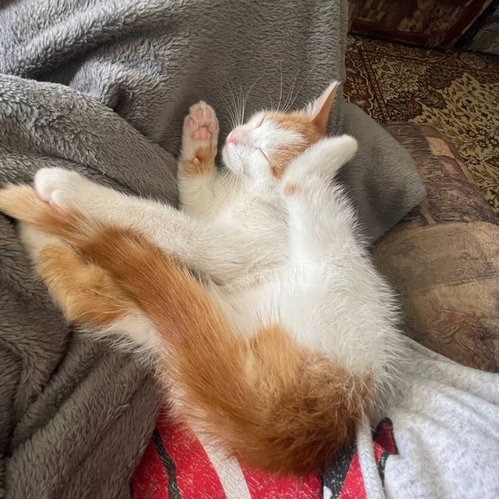 Маленький чуло котик у добрі руки
