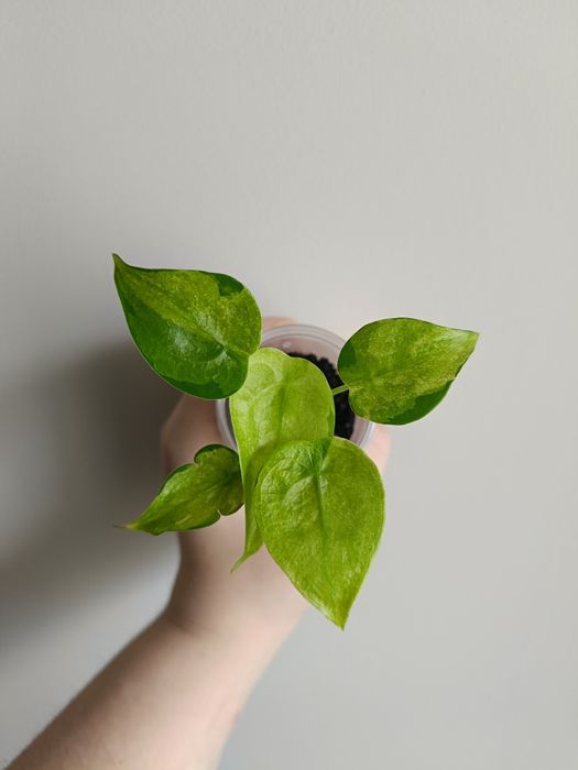 Alokazja -Cucullata Mint- (alocasia)