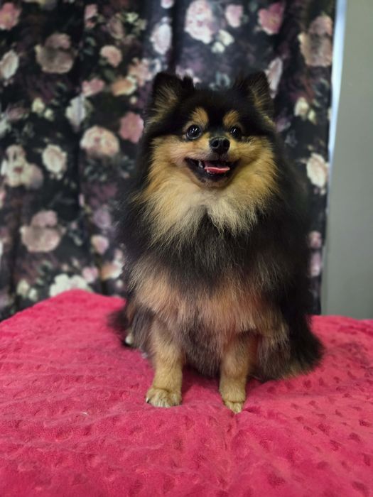 Szpic miniaturowy pomeranian Black tan