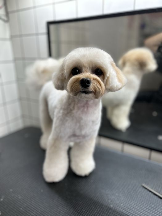 Грумінг на лівому березі