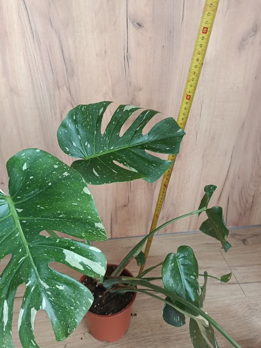 Monstera thai constelation