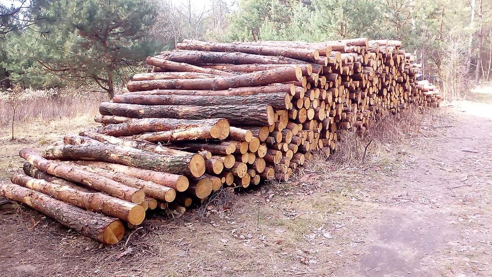 drzewo drewno opałowe - sosna 45 lat